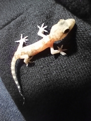 Hemidactylus turcicus