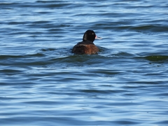 Heteronetta atricapilla