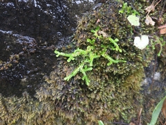 Selaginella douglasii
