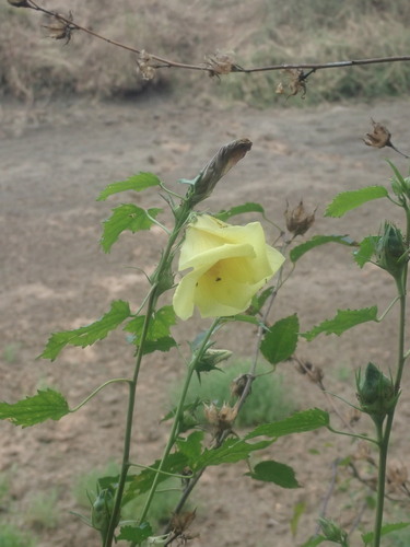 Image of Hibiscus dongolensis by (c) agujaceratops, some rights reserved (CC BY)
