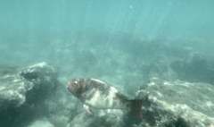 Scarus rubroviolaceus