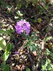 Glandularia tenera