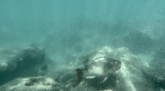 Scarus rubroviolaceus