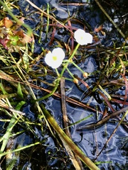 Sagittaria graminea