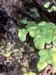 Marchantia polymorpha