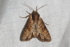 Apamea crenata