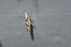 Argyresthia chalcochrysa