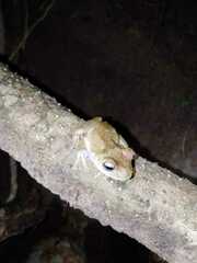 Boana platanera