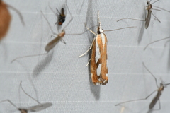 Catoptria latiradiellus