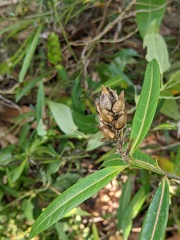 Barleria lupulina
