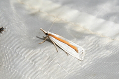 Crambus girardellus