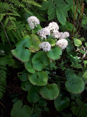 Micranthes manchuriensis