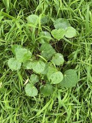 Piper excelsum excelsum