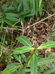 Barleria lupulina