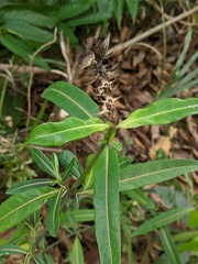 Barleria lupulina