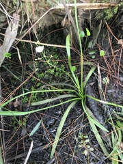 Sagittaria graminea