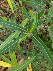 Barleria lupulina