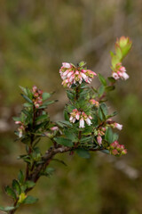 Vaccinium floribundum