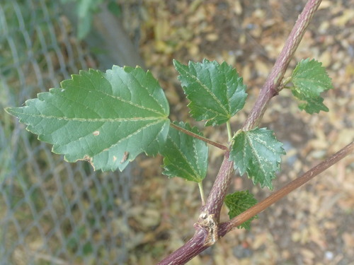 Image of Hibiscus dongolensis by (c) agujaceratops, some rights reserved (CC BY)