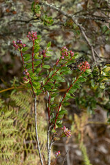 Vaccinium floribundum