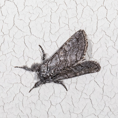 Pseudopanthea palata