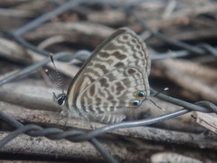 Leptotes