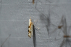 Argyresthia chalcochrysa