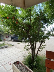 Punica