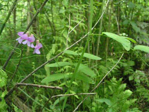Lathyrus palustris iNat (2)