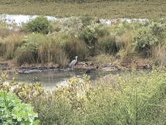 Egretta novaehollandiae novaehollandiae