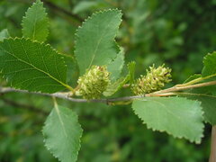 Betula humilis