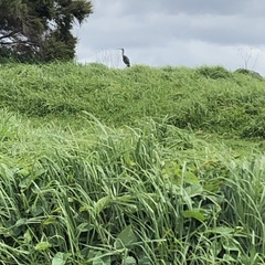 Egretta novaehollandiae novaehollandiae