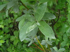 Salix lapponum