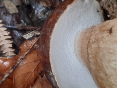 Boletus aereus