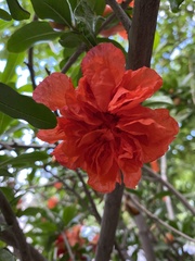 Punica
