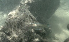 Thalassoma trilobatum
