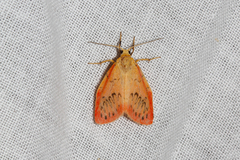 Miltochrista miniata