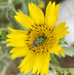 Augochloropsis metallica