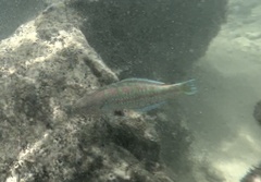 Thalassoma trilobatum