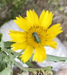 Augochloropsis metallica