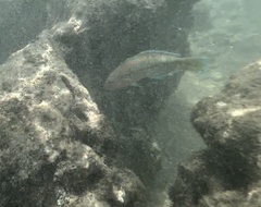 Thalassoma trilobatum