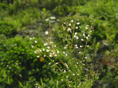 Melilotus wolgicus