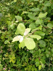 Salix aurita