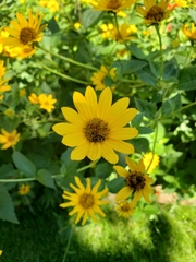 Heliopsis