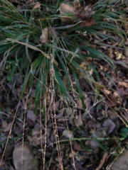 Chasmanthium sessiliflorum