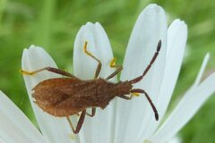 Coriomeris denticulatus