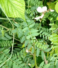 Vicia sylvatica