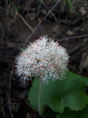 Micranthes manchuriensis