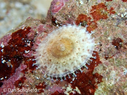 Eoacmaea pustulata (Helbling, 1779)