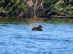 Heteronetta atricapilla